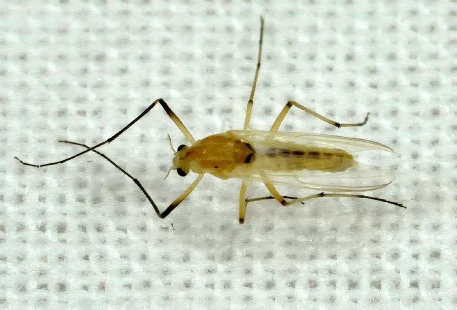 Femmina di chironomidae (Fam. Chironomidae)